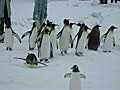 旭山動物園ペンギンの散歩中