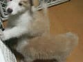 ボーダーコリー子犬　06月20日生まれ