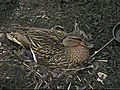 Duck Nesting At New Jersey Chick-Fil-A