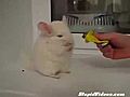 Chinchilla Walks On Two Legs