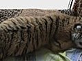 Siberian Tiger Cub Born In Captivity