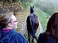 in the forrest with friends and our horse