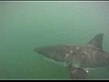 Surfer Has Close Call With Shark