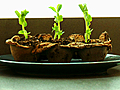 Use Your Egg Cartons to Grow Seedlings