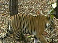 The vanishing tigers in Panna