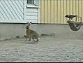 Lièvre vs corbeaux