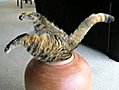 Cat in a Pot