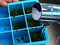 How to Save Herbs by Freezing