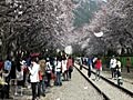 韓国の春、そして桜 - デートコース / 桜の木の間を通る鉄道