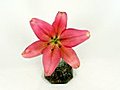 Time-lapse Of Pink Lily Opening 1 Stock Footage