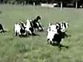 Fainting goats