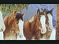 BATALLA DE CABALLOS EN LA NIEVE