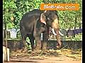 Elephant in Alappuzha