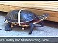 Une tortue fait du skate