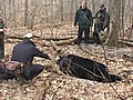 Bear under deck surprises DNR