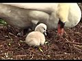 Baby Swan Tries to Eat Stringy Veggie (HD)