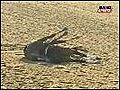 Cavalo morre após acidente com outro animal nos EUA