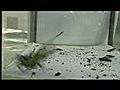 [Combat] Enorme araigné tueuse