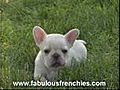 french bulldog puppies california