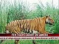 Few tigers caught on camera in Northeast