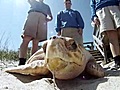 One-thousandth turtle rehabbed and released by SeaWorld