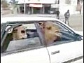 Angry Camels In Car