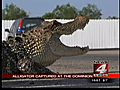 Celebrity gator-rescuer captures gator at Dominion golf cour