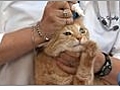 Cat Care - Giving Eye Drops and Eye Ointments