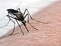 West Nile Virus Video