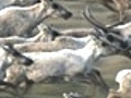 Planet Earth: Plains: Following the Caribou