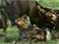 Wildebeest Attacked