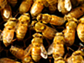 Bordello of Bees