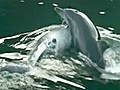 Dolphin protects pod member in Japan