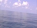 Swimming with a Black Pacific Marlin Video!