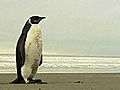 Penguin steps ashore far from home