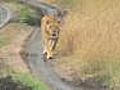 Masai Mara  - Lion Eats Camera!