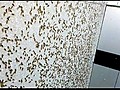 Cicada Wall