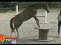 Vanuatu TV : Horse riding