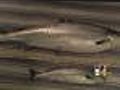 Critics Call These Salmon 'Frankenfish'