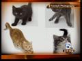 Kittens and cats up for adoption in Boca Raton