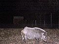 Wild Hogs Eat NC Neighborhood’s Lawns