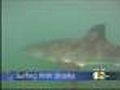 Surfer Captures Great White Sharks On Camera