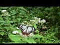 アサギマダラチョウ（浅葱斑）：Chestnut Tiger