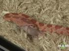 Caring for a Pet Corn Snake