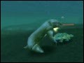 Sea Lion vs. Crocolisk