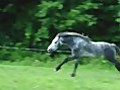 Connemara Stallion