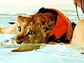 Lion Cub Swims To Health