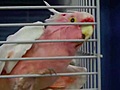 Cockatoo turns 78 years old