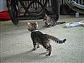 Moeders met kittens19