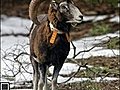Le propriétaire d’un mouflon domestiqué autorisé à garder l&#039;animal sauvage
